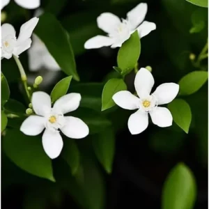 Live Snow Jasmine Plant - 2 to 5 Inches - White Blooming Jasmine