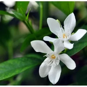 Live Snow Jasmine Plant - 2 to 5 Inches - White Blooming Jasmine