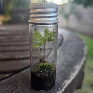 Live Terrarium Fern - Small Indoor Plant - Miniature Fern for Home and Office Decor
