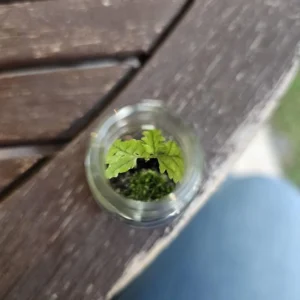 Live Terrarium Fern - Small Indoor Plant - Miniature Fern for Home and Office Decor