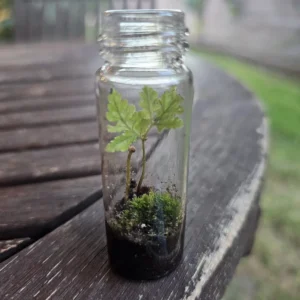 Live Terrarium Fern - Small Indoor Plant - Miniature Fern for Home and Office Decor