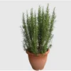 Live Upright Rosemary Plants - 4-6" Tall | Hardy Perennial Herb