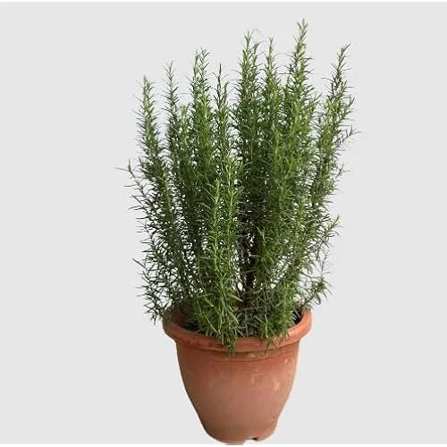 Live Upright Rosemary Plants - 4-6" Tall | Hardy Perennial Herb