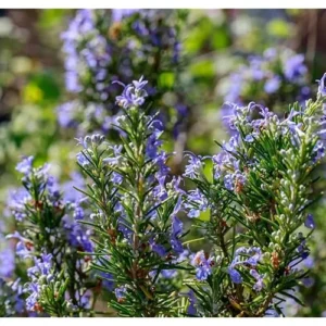 Live Upright Rosemary Plants - 4-6