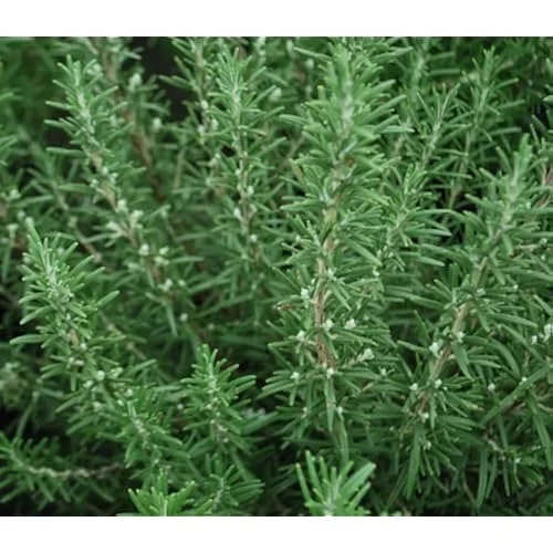 Live Upright Rosemary Plants - 4-6" Tall | Hardy Perennial Herb