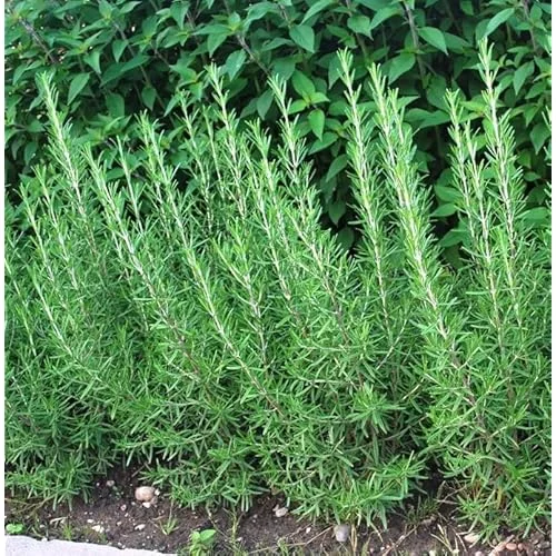 Live Upright Rosemary Plants - 4-6" Tall | Hardy Perennial Herb