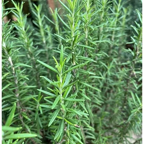 Live Upright Rosemary Plants - 4-6" Tall | Hardy Perennial Herb