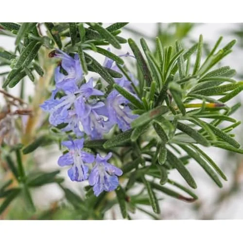 Live Upright Rosemary Plants - 4-6" Tall | Hardy Perennial Herb