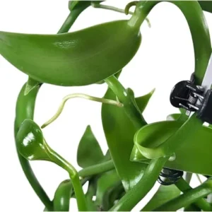 Live Vanilla Orchid Plant - 3 to 5 Inch - Green Yellow Vanilla Planifolia Vine