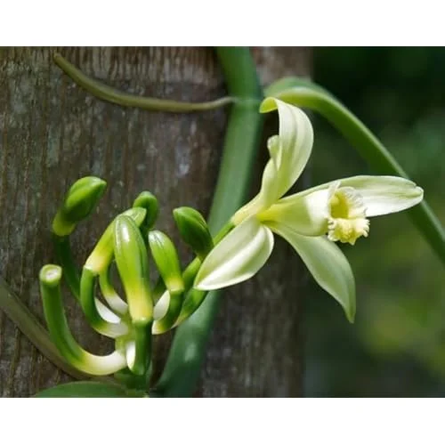 Live Vanilla Orchid Plant - 3 to 5 Inch - Green Yellow Vanilla Planifolia Vine