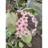 Live Variegate Hoya Plant Hoya Tricolor Plant for Hoya Trellis, Rare Variegate Wax Plant Wax Flowers Plant, Size 4 Inc Pot,Ready to Grow