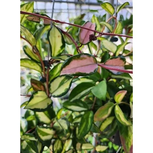 Live Variegate Hoya Plant Hoya Tricolor Plant for Hoya Trellis, Rare Variegate Wax Plant Wax Flowers Plant, Size 4 Inc Pot,Ready to Grow