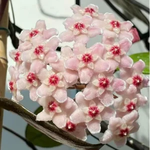 Live Variegate Hoya Plant Hoya Tricolor Plant for Hoya Trellis, Rare Variegate Wax Plant Wax Flowers Plant, Size 4 Inc Pot,Ready to Grow