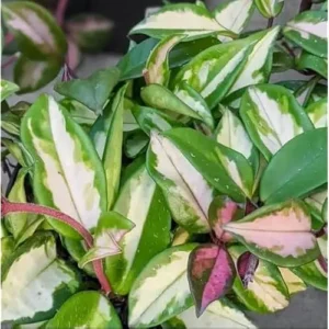 Live Variegate Hoya Plant Hoya Tricolor Plant for Hoya Trellis, Rare Variegate Wax Plant Wax Flowers Plant, Size 4 Inc Pot,Ready to Grow