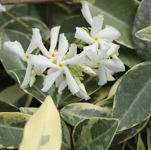 Live Variegated Star Jasmine Plant White Jasmine Plant Jasmine Flowers Plant Jasmine Bush Plant Trachelospermum Jasminoides Plant 4 to 6 Inch Tall Size 4 Inch Pot