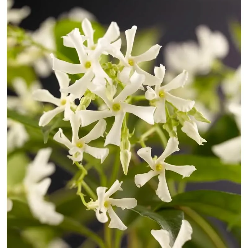 Live Variegated Confederate Star Jasmine Plant White Jasmine Plant Jasmine Flowers Plant Jasmine Bush Plant Trachelospermum Jasminoides Plant 4 to 6 Inch Tall Size 4 Inch Pot