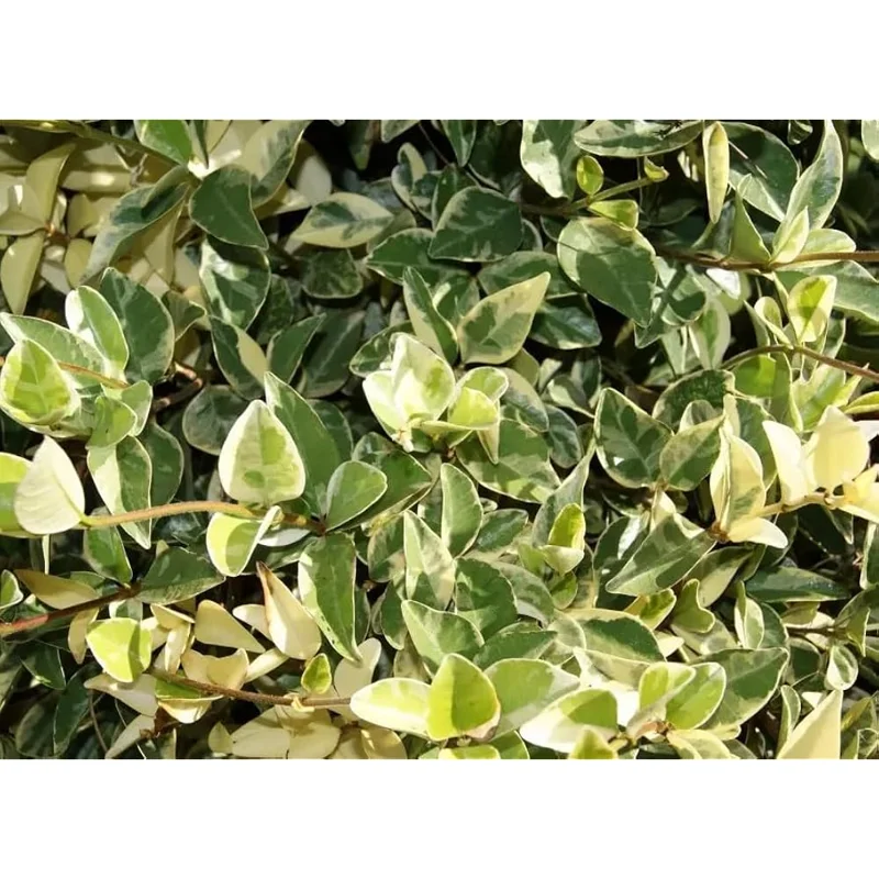 Live Variegated Confederate Star Jasmine Plant White Jasmine Plant Jasmine Flowers Plant Jasmine Bush Plant Trachelospermum Jasminoides Plant 4 to 6 Inch Tall Size 4 Inch Pot