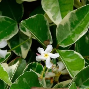 Live Variegated Confederate Star Jasmine Plant White Jasmine Plant Jasmine Flowers Plant Jasmine Bush Plant Trachelospermum Jasminoides Plant 4 to 6 Inch Tall Size 4 Inch Pot
