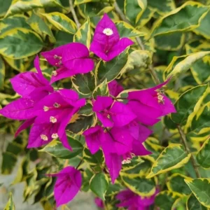 Live Variegated Purple Bougainvillea Plant Paperflower Plant Bougainvillea Flowers Plant Bougainvillea Vine Plant 5 to 8 Inch Tall Size 4 Inch Pot
