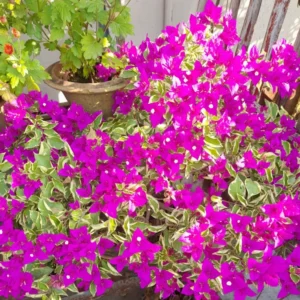 Live Variegated Purple Bougainvillea Plant Paperflower Plant Bougainvillea Flowers Plant Bougainvillea Vine Plant 5 to 8 Inch Tall Size 4 Inch Pot