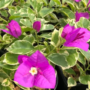 Live Variegated Purple Bougainvillea Plant Paperflower Plant Bougainvillea Flowers Plant Bougainvillea Vine Plant 5 to 8 Inch Tall Size 4 Inch Pot