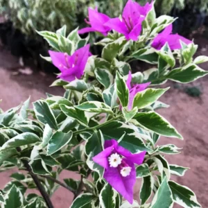 Live Variegated Purple Bougainvillea Plant Paperflower Plant Bougainvillea Flowers Plant Bougainvillea Vine Plant 5 to 8 Inch Tall Size 4 Inch Pot