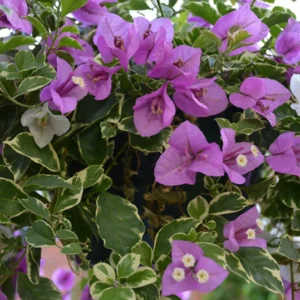 Live Variegated Purple Bougainvillea Plant Paperflower Plant Bougainvillea Flowers Plant Bougainvillea Vine Plant 5 to 8 Inch Tall Size 4 Inch Pot