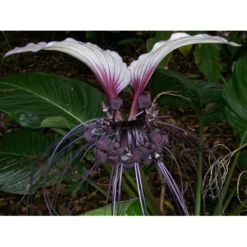 Live White Bat Flower Plant - 4-Inch - Exotic Orchid Variety