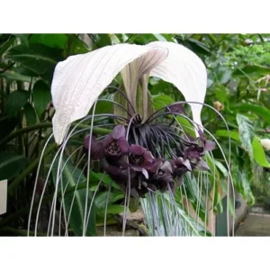 Live White Bat Flower Plant - 4-Inch - Exotic Orchid Variety