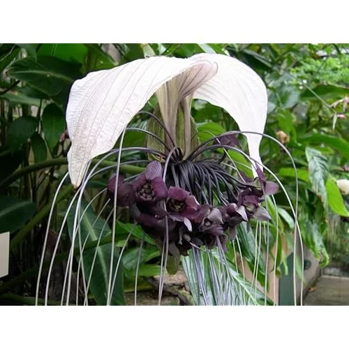 Live White Bat Flower Plant - 4-Inch - Exotic Orchid Variety