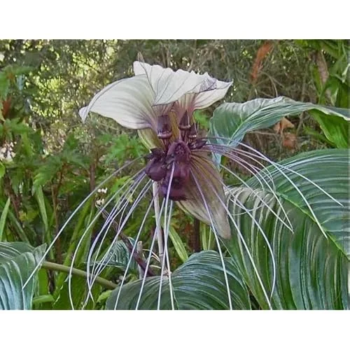 Live White Bat Flower Plant - 4-Inch - Exotic Orchid Variety
