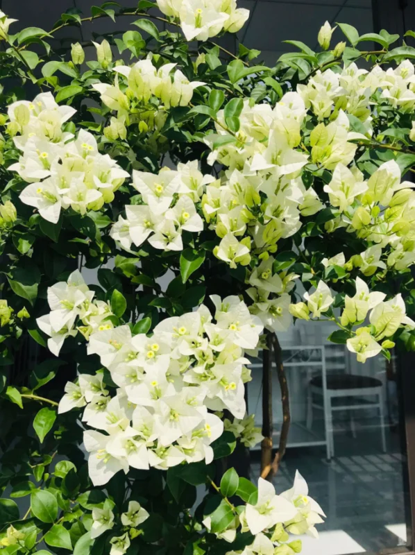 Live White Bougainvillea Plant Paperflower Plant Bougainvillea Flowers Plant Bougainvillea Vine Plant 5 to 8 Inch Tall Size 4 Inch Pot