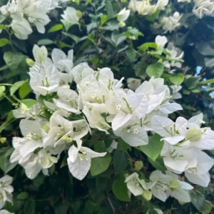 Live White Bougainvillea Plant Paperflower Plant Bougainvillea Flowers Plant Bougainvillea Vine Plant 5 to 8 Inch Tall Size 4 Inch Pot