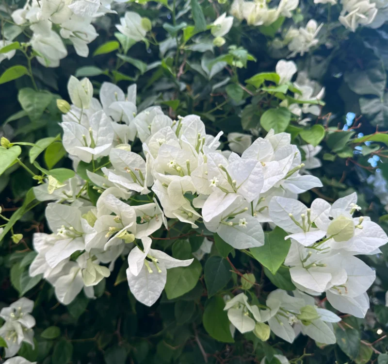 Live White Bougainvillea Plant Paperflower Plant Bougainvillea Flowers Plant Bougainvillea Vine Plant 5 to 8 Inch Tall Size 4 Inch Pot