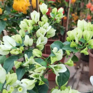 Live White Bougainvillea Plant Paperflower Plant Bougainvillea Flowers Plant Bougainvillea Vine Plant 5 to 8 Inch Tall Size 4 Inch Pot