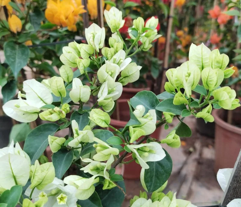 Live White Bougainvillea Plant Paperflower Plant Bougainvillea Flowers Plant Bougainvillea Vine Plant 5 to 8 Inch Tall Size 4 Inch Pot