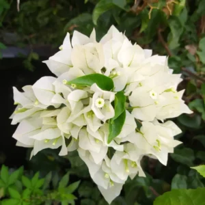 Live White Bougainvillea Plant Paperflower Plant Bougainvillea Flowers Plant Bougainvillea Vine Plant 5 to 8 Inch Tall Size 4 Inch Pot