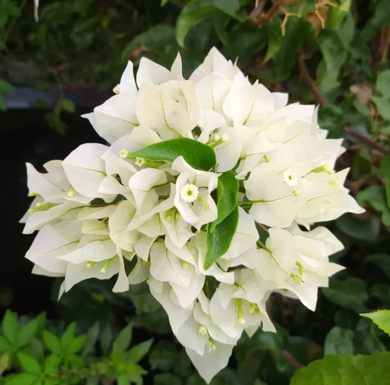 Live White Bougainvillea Plant Paperflower Plant Bougainvillea Flowers Plant Bougainvillea Vine Plant 5 to 8 Inch Tall Size 4 Inch Pot