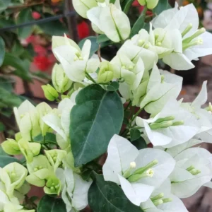 Live White Bougainvillea Plant Paperflower Plant Bougainvillea Flowers Plant Bougainvillea Vine Plant 5 to 8 Inch Tall Size 4 Inch Pot