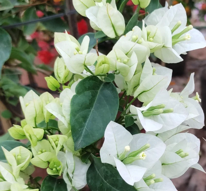 Live White Bougainvillea Plant Paperflower Plant Bougainvillea Flowers Plant Bougainvillea Vine Plant 5 to 8 Inch Tall Size 4 Inch Pot