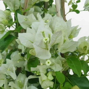 Live White Bougainvillea Plant Paperflower Plant Bougainvillea Flowers Plant Bougainvillea Vine Plant 5 to 8 Inch Tall Size 4 Inch Pot