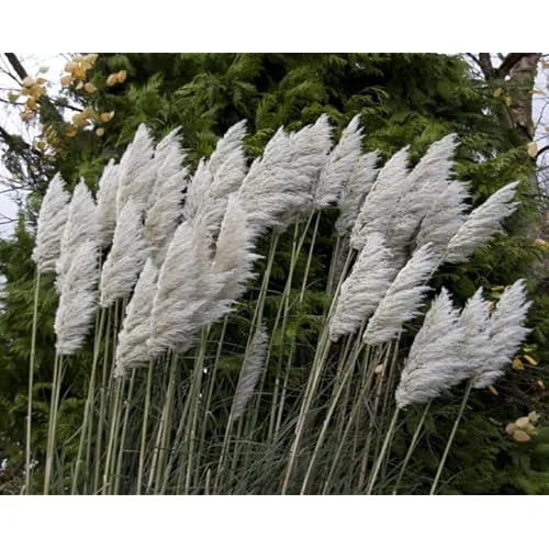 Live White Pampas Grass Plants - Tall Snow Pampas Grasses, Ready to Grow, 4 Inch Pot