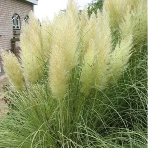 Live White Pampas Grass Plants - Tall Snow Pampas Grasses, Ready to Grow, 4 Inch Pot