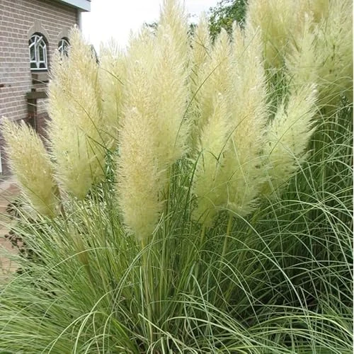 Live White Pampas Grass Plants - Tall Snow Pampas Grasses, Ready to Grow, 4 Inch Pot