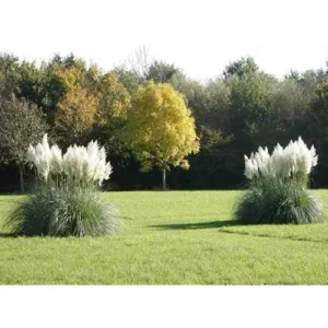 Live White Pampas Grass Plants - Tall Snow Pampas Grasses, Ready to Grow, 4 Inch Pot