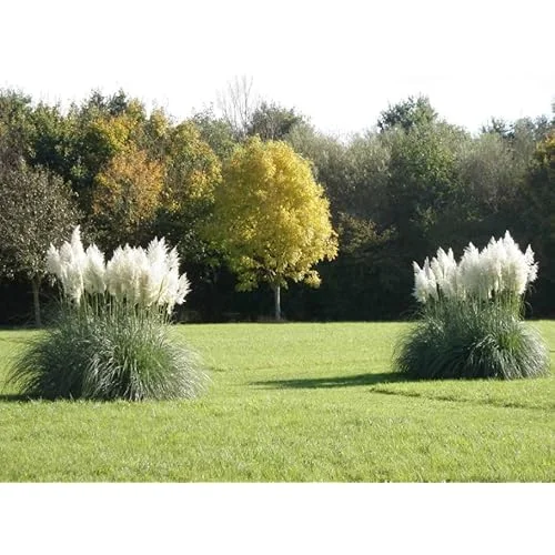 Live White Pampas Grass Plants - Tall Snow Pampas Grasses, Ready to Grow, 4 Inch Pot