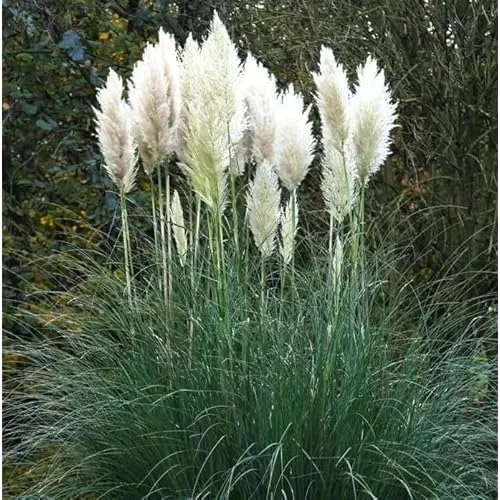 Live White Pampas Grass Plants - Tall Snow Pampas Grasses, Ready to Grow, 4 Inch Pot