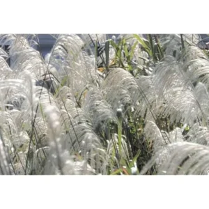 Live White Pampas Grass Plants - Tall Snow Pampas Grasses, Ready to Grow, 4 Inch Pot