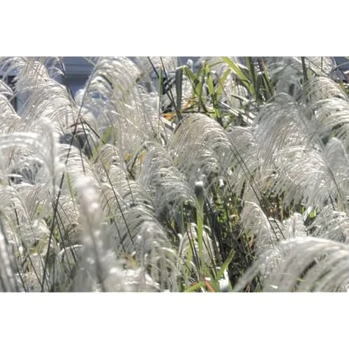 Live White Pampas Grass Plants - Tall Snow Pampas Grasses, Ready to Grow, 4 Inch Pot