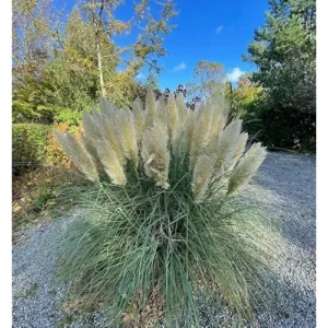 Live White Pampas Grass Plants - Tall Snow Pampas Grasses, Ready to Grow, 4 Inch Pot